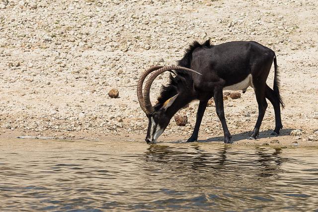 056 Botswana, Chobe NP, sabelantilope.jpg